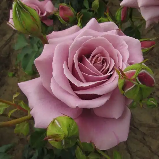 Trandafiri hibrizi Tea - Trandafiri - Simply Gorgeous™ - 